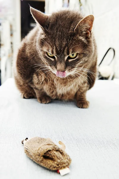 Porträt Einer Fettleibigen Raubkatze Inneren Eines Hauses — Stockfoto