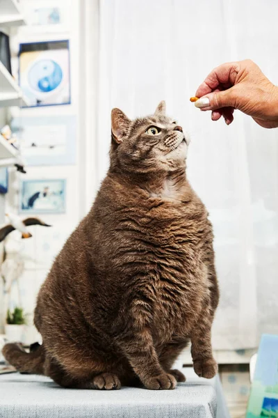 Retrato Grande Gato Obeso Tabby Interior Uma Casa — Fotografia de Stock