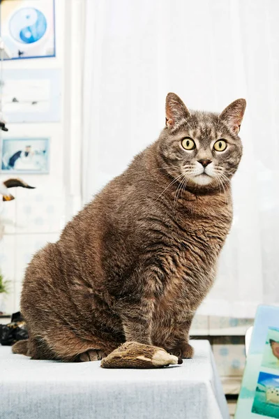 Retrato Gato Tabby Obeso Grande Interior Una Casa —  Fotos de Stock