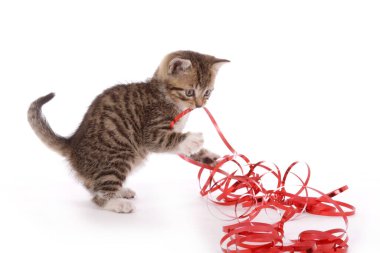 Tatlı tekir kedicik, izole edilmiş arka planda kırmızı hediye kurdelesiyle oynuyor.