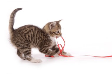 Tatlı tekir kedicik, izole edilmiş arka planda kırmızı hediye kurdelesiyle oynuyor.