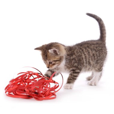 Tatlı tekir kedicik, izole edilmiş arka planda kırmızı hediye kurdelesiyle oynuyor.