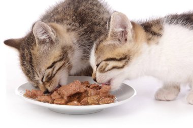 İki tatlı tekir kedi yavrusu, beyaz izole arka planda bir tabaktan kedi maması yiyorlar.