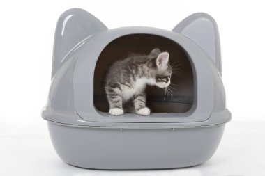 Sevimli Avrupa tekir kedisi beyaz izole arkaplanda çöp kutusunda temizlik yapmayı öğreniyor