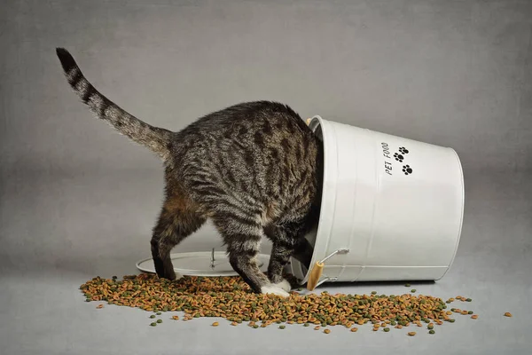 Tabby Katze Frisst Aus Kibble Eimer Auf Grau Isoliertem Hintergrund — Stockfoto