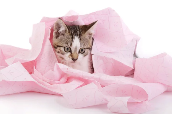 Niedliches Gestromtes Kätzchen Spielt Mit Rosa Toilettenpapierrolle Auf Weißem Isoliertem — Stockfoto