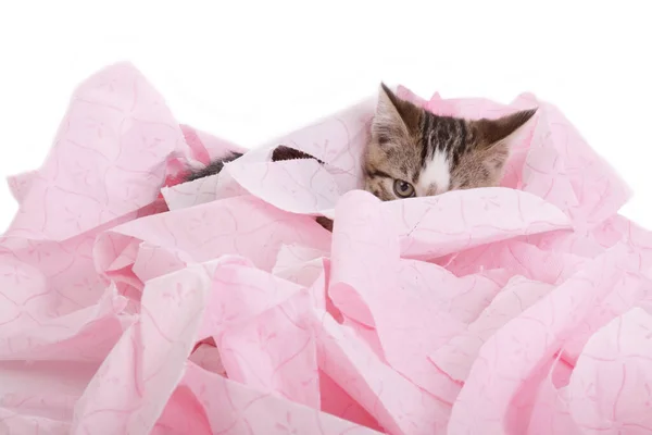 Niedliches Gestromtes Kätzchen Spielt Mit Rosa Toilettenpapierrolle Auf Weißem Isoliertem — Stockfoto