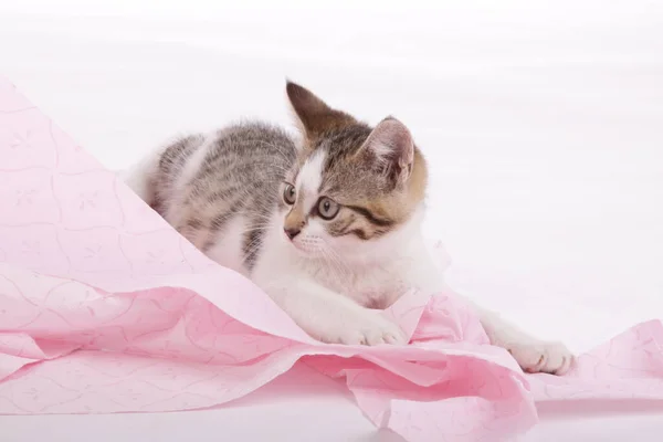 Niedliches Gestromtes Kätzchen Spielt Mit Rosa Toilettenpapierrolle Auf Weißem Isoliertem — Stockfoto