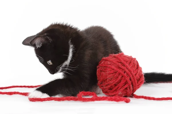 Niedliche Weiße Und Schwarze Kätzchen Spielen Mit Einem Ball Aus — Stockfoto