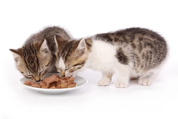 Zwei Niedliche Gestromte Kätzchen Essen Katzenfutter Von Einem Teller Auf — Stockfoto