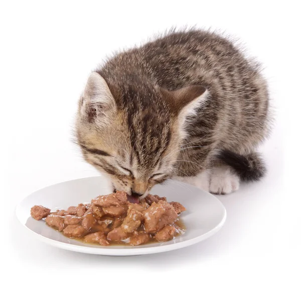 白い隔離された背景の皿からぬれた食べ物を食べるかわいいタビー子猫 — ストック写真