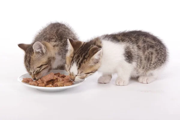 Zwei Niedliche Gestromte Kätzchen Essen Katzenfutter Von Einem Teller Auf — Stockfoto