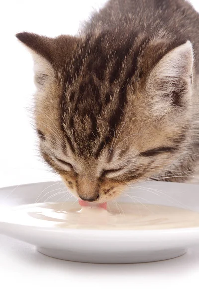 Söt Tabby Kattunge Dricksmjölk Från Platta Vit Isolerad Bakgrund — Stockfoto