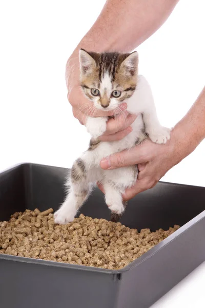 귀여운 고양이 쓰레기 상자에서 청소하는 배운다 — 스톡 사진
