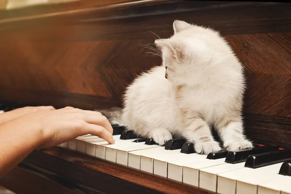 Schattig Europees Kitten Stanfing Het Toetsenbord Van Een Piano — Stockfoto