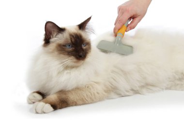 Birmanyalı kutsal bir kedinin saçını tarayan bir kadın eli.