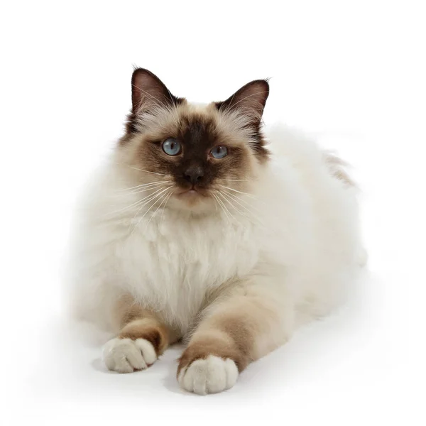 Retrato Gato Sagrado Birmânia Deitado Sobre Fundo Isolado Branco — Fotografia de Stock