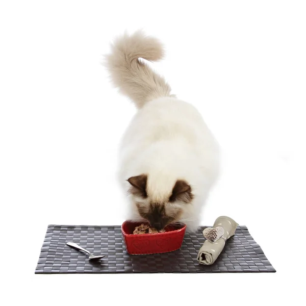 portrait sacred cat of Burma eating from a red cat bowl on white isolated background