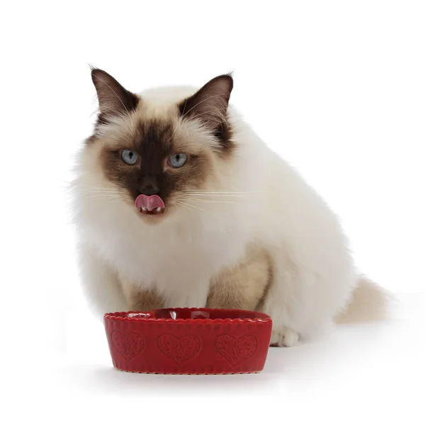 Retrato Sagrado Gato Birmania Comer Rojo Gato Bowl Blanco Aislado —  Fotos de Stock