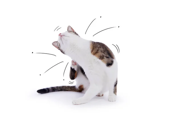 Gato Tabby Europeo Arañando Pulgas Sobre Fondo Blanco Aislado — Foto de Stock