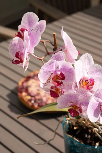 The Orchidaceae are a diverse and widespread family of flowering plants, with blooms that are often colourful and fragrant, commonly known as the orchid family. Along with the Asteraceae, they are one of the two largest families of flowering plants