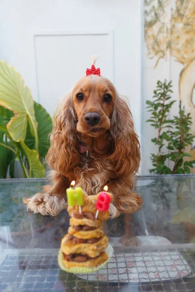 Cocker Spaniel köpeği ilk doğum gününü kutluyor.