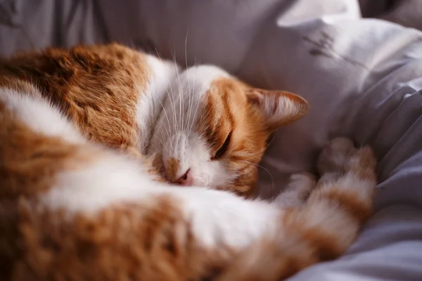 Yatakta Uyuyan Kızıl Kedi — Stok fotoğraf