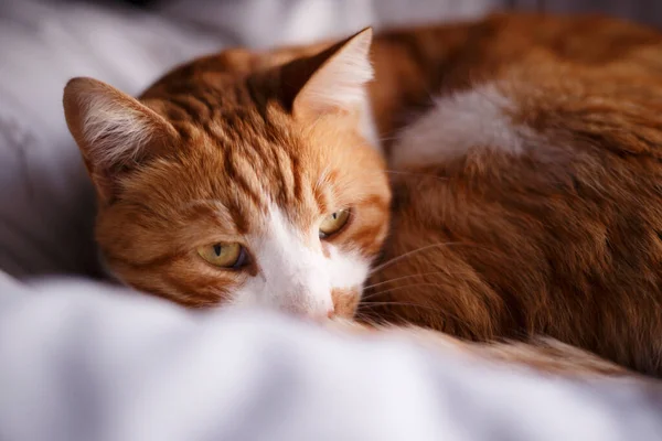 Τζίντζερ Γάτα Κοιμάται Στο Κρεβάτι — Φωτογραφία Αρχείου