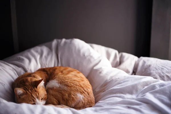 Ingefära Katt Sover Sängen — Stockfoto