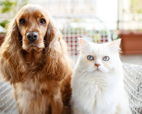 Köpek ve kedi portresini kapat.