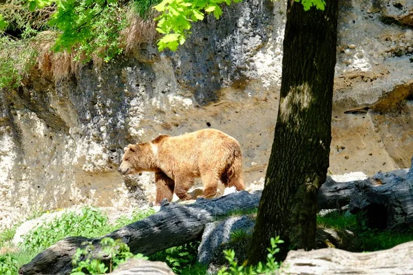 European brown bear walks in the woods on a sunny day