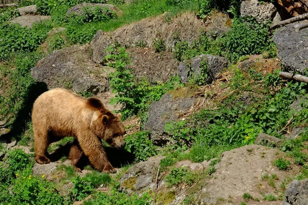 European brown bear walks in the woods on a sunny day