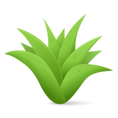 Aloe ver. sulu yaprakları beyaz arka planda izole et..