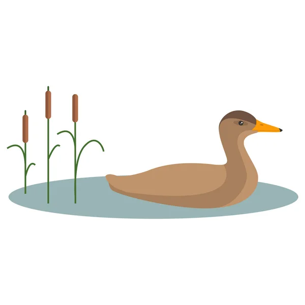 Pato pájaro Mallard. Buscando un juego. Aislado sobre un fondo blanco. — Vector de stock