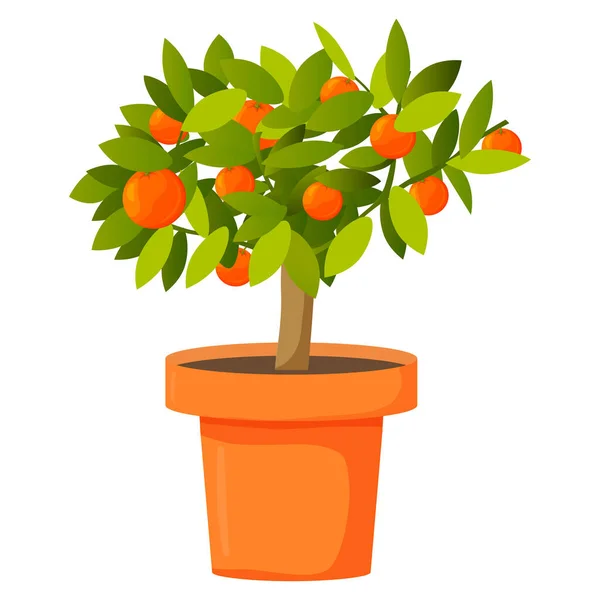 Апельсиновое дерево в горшке. Тропические цитрусовые. — стоковый вектор
