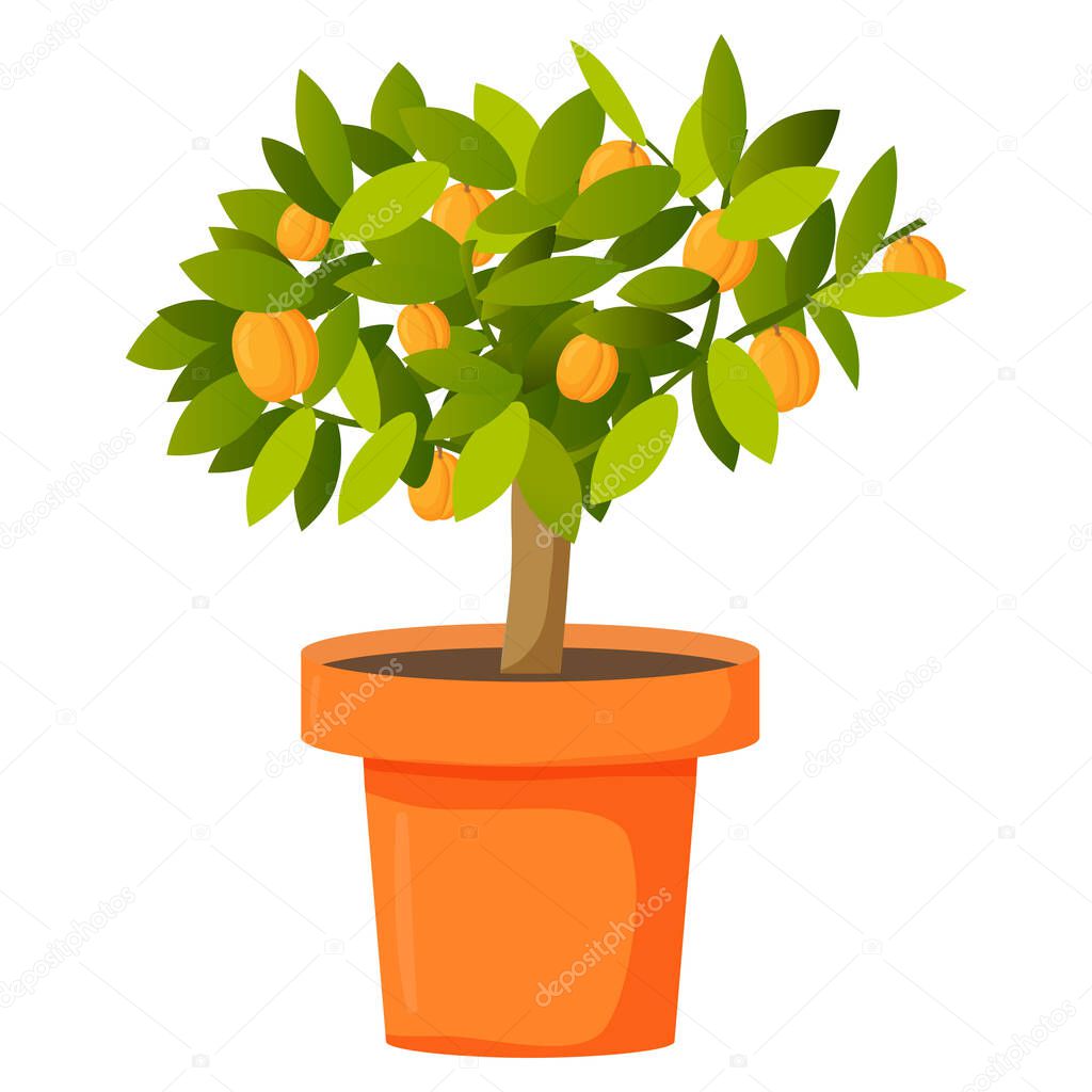 Fruit apricot tree in a pot. Realistic vector illustration.