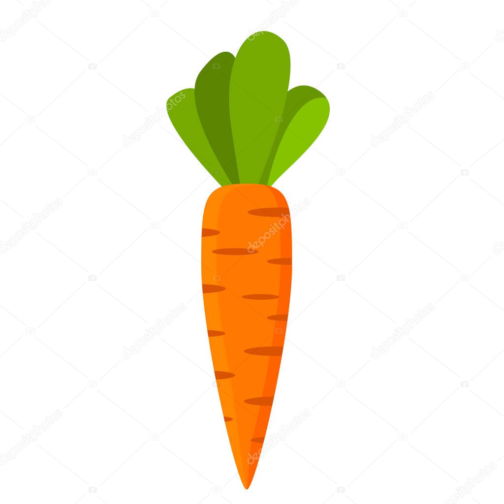 Ripe carrot vegetable. Food for vegeterianets. Healthy eating.