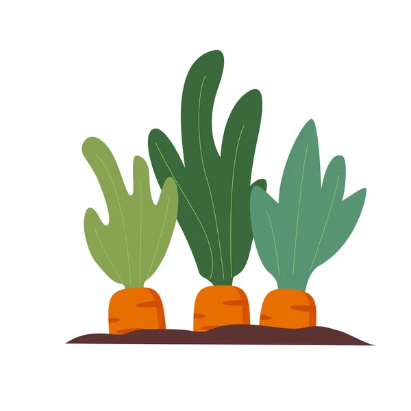 Oogsten van rijpe wortels.Groenten en wortelgewassen verbouwen. — Stockvector