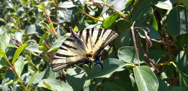 Плямистий Метелик Зеленому Листі — стокове фото