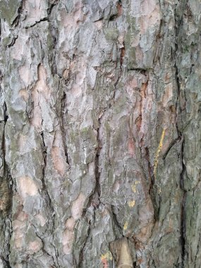 Kahverengi çam gövdesi. Ağaç kabuğu.