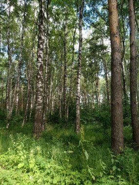 Yazın karışık orman. Farklı ağaç türleri. Yaz yeşillikleri.