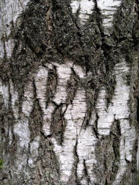 Bir huş ağacının gövdesi. Ağaç kabuğunun arka planı.