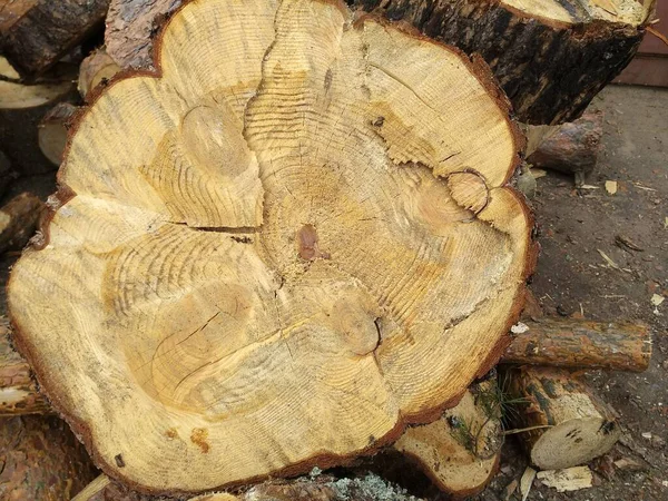 Schöner Schnitt Eines Großen Baumes Holzstruktur Natürliches Holz — Stockfoto