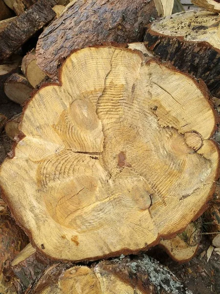 Schöner Schnitt Eines Großen Baumes Holzstruktur Natürliches Holz — Stockfoto