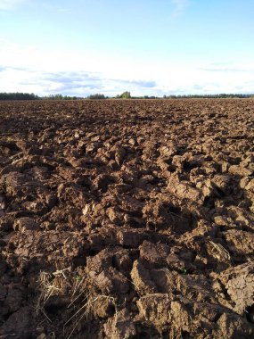 Taze sürülmüş tarla. Kahverengi tarıma elverişli arazi, mavi gökyüzü, yeşil çimen. Kırsal alan.
