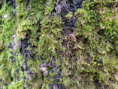 Güzel doğal arka plan. Yaşlı bir ağacın gövdesinde yeşil yosun.