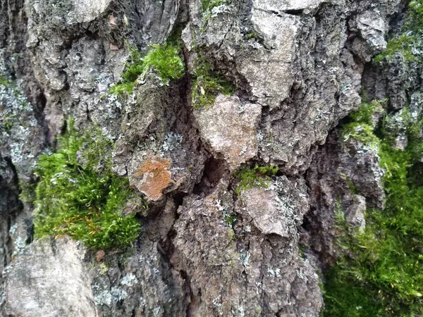 Schöner Natürlicher Hintergrund Grünes Moos Stamm Eines Alten Baumes — Stockfoto