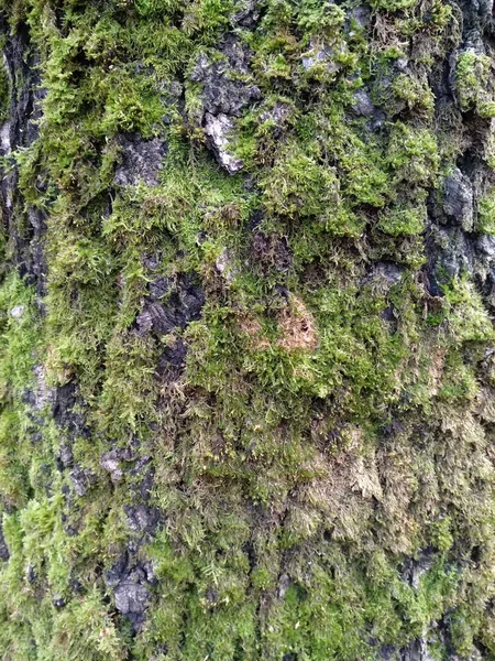 Schöner Natürlicher Hintergrund Grünes Moos Stamm Eines Alten Baumes — Stockfoto