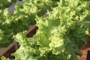 Taze marul yaprakları, yakın görüş. Marul organik tarım ile geliştirildi. Tarım hidroponiği