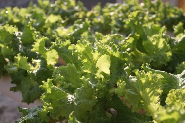 Taze marul yaprakları, yakın görüş. Marul organik tarım ile geliştirildi. Tarım hidroponiği